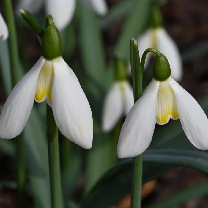 Galanthus 'Wifi Streetlight' plant