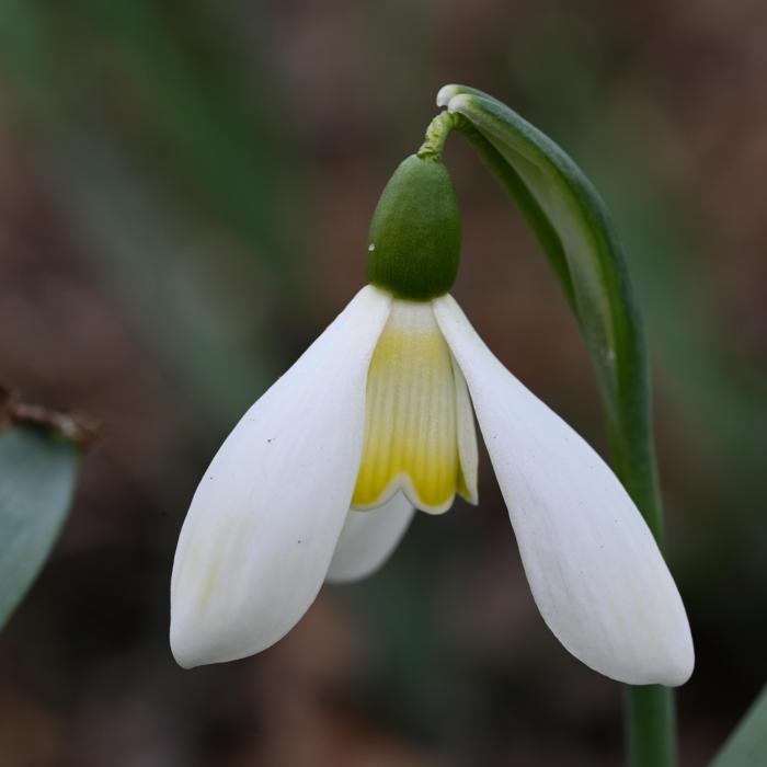 Galanthus 'Wifi Streetlight' plant