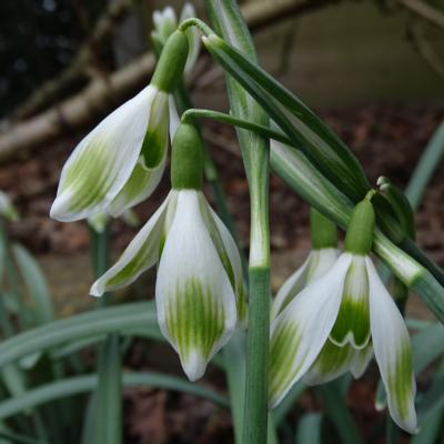 galanthus-wifi-tahoma_400.jpeg