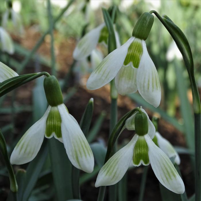 Galanthus 'Wifi Take a Break' plant