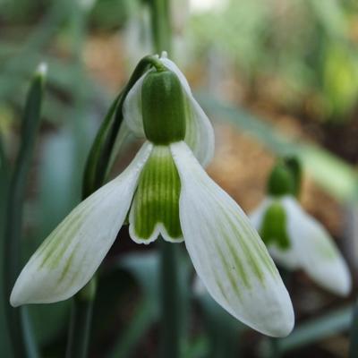 galanthus-wifi-take-a-break_400.jpeg