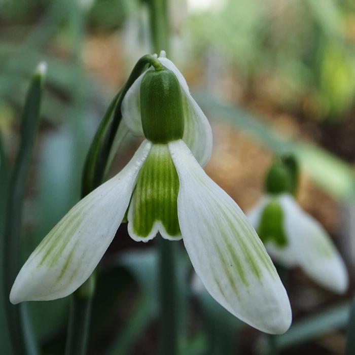 Galanthus 'Wifi Take a Break' plant