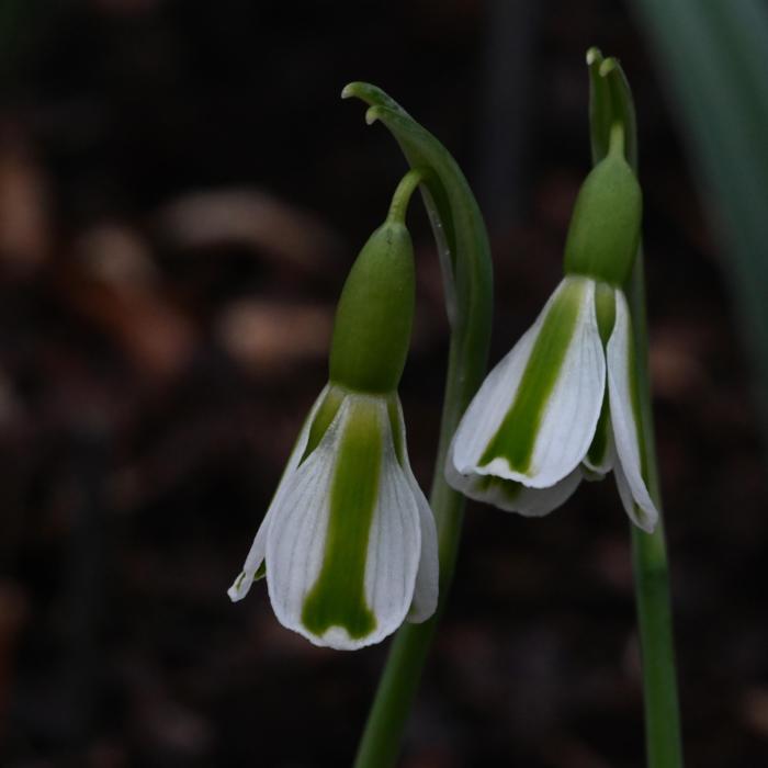 Galanthus 'Wifi Tibia' plant