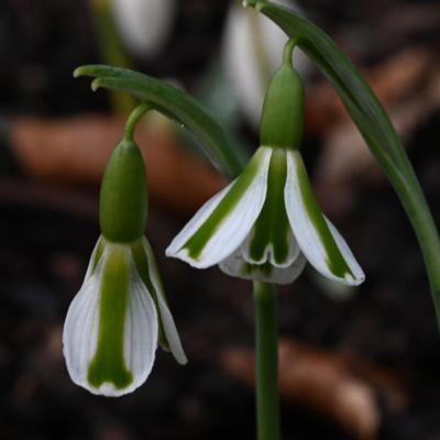 galanthus-wifi-tibia