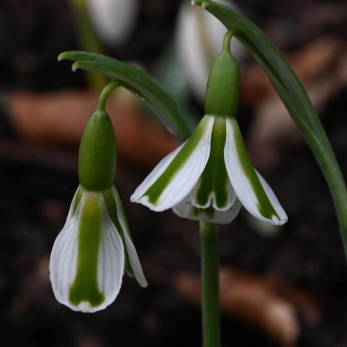 Galanthus 'Wifi Tibia' plant