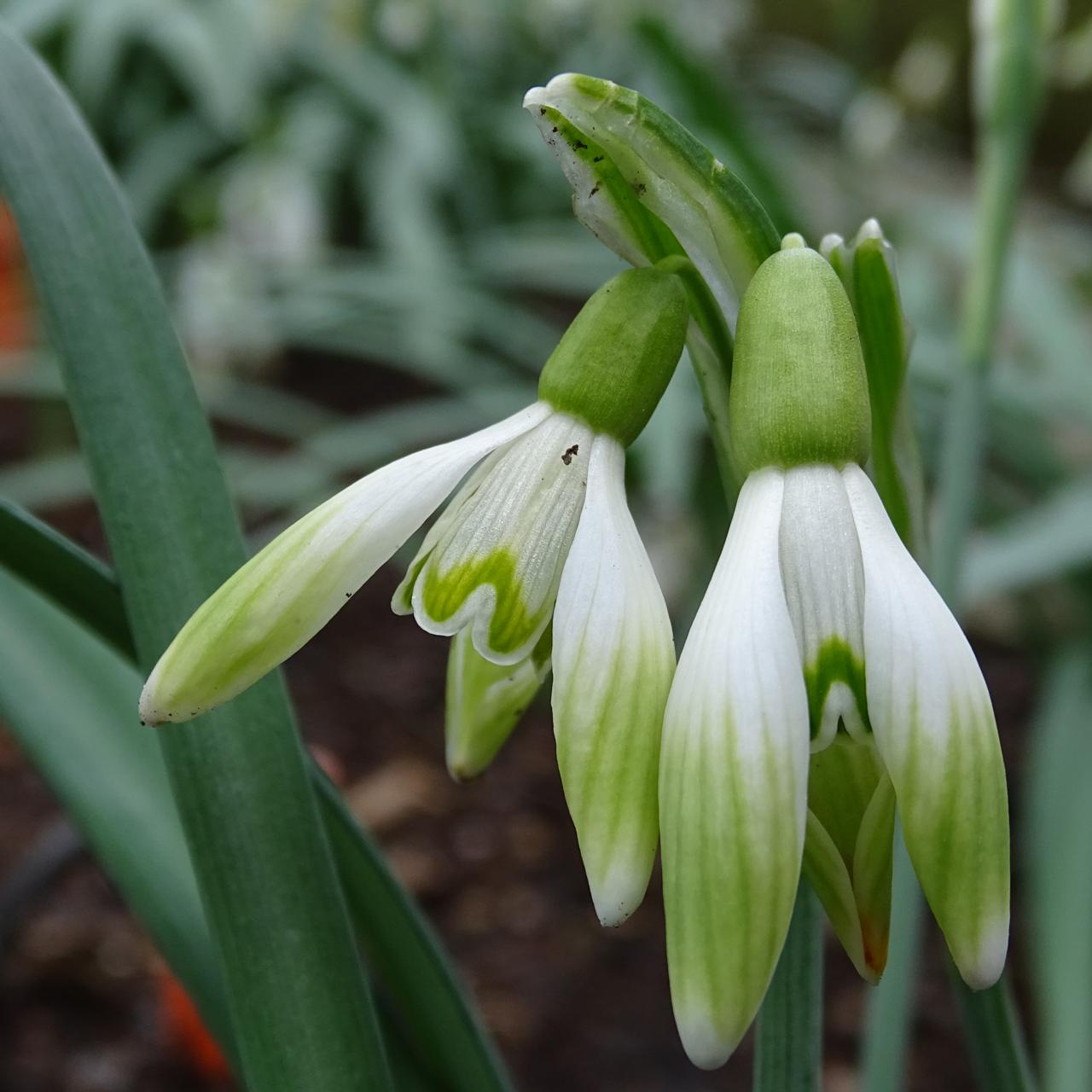 Galanthus 'Wifi Times New Roman' plant