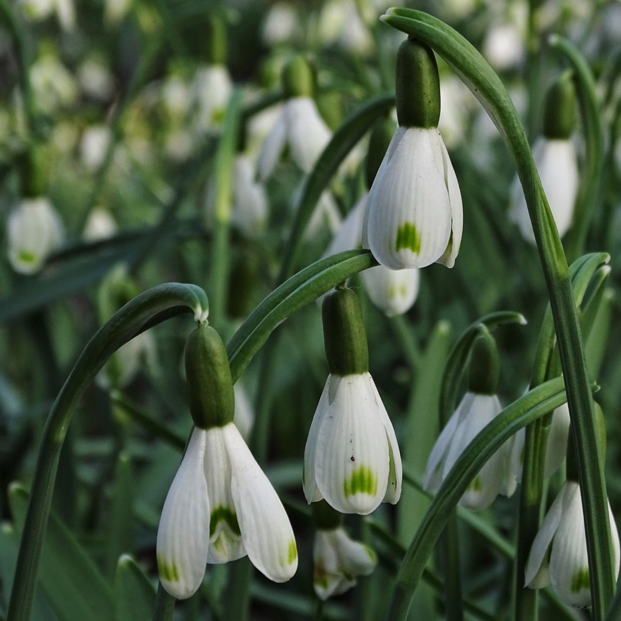 Galanthus 'Wifi Tipi' plant