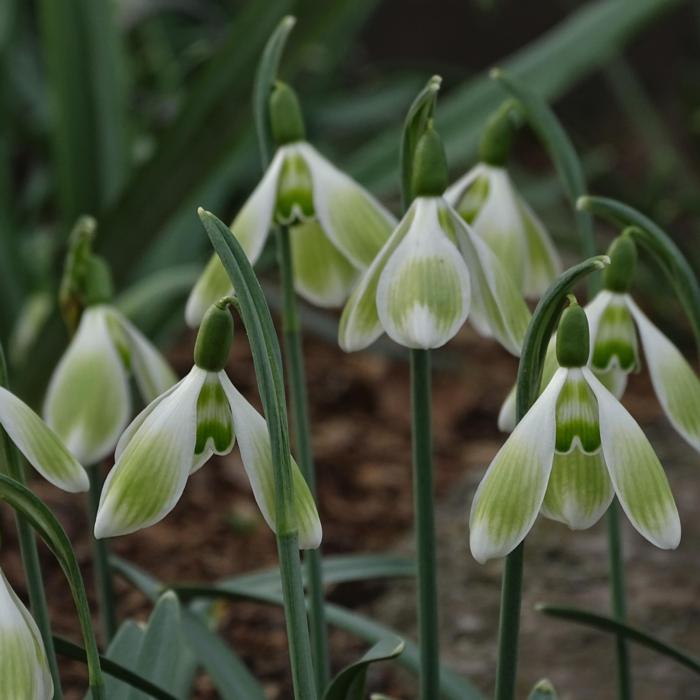 Galanthus 'Wifi Tobias' plant