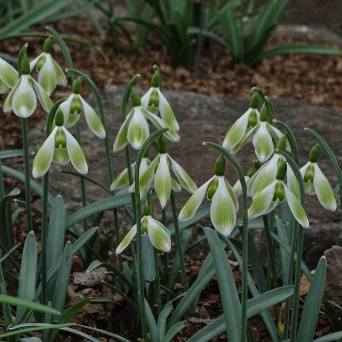 Galanthus 'Wifi Tobias' plant