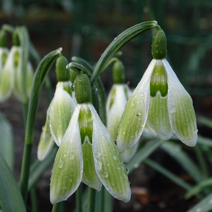 Galanthus 'Wifi Tobias' plant