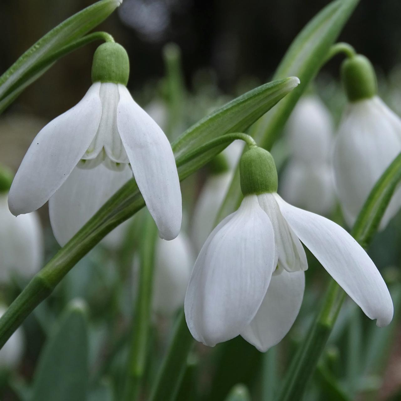 Galanthus 'Wifi Tombe la Neige' plant