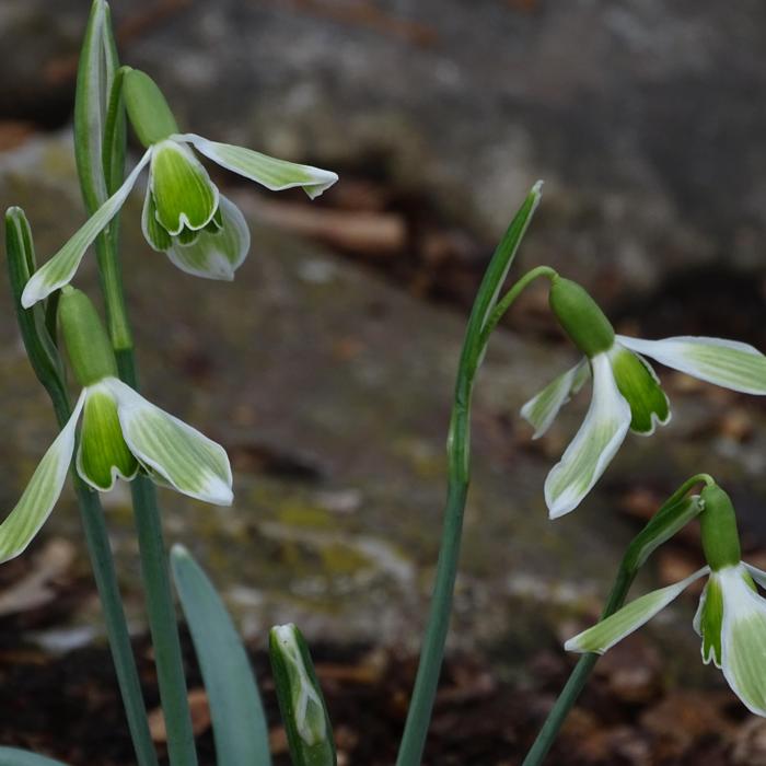 Galanthus 'Wifi Trampoline' plant