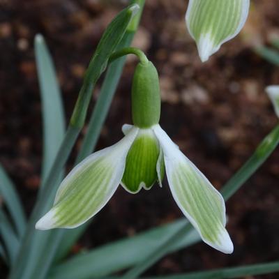 galanthus-wifi-trampoline_400.jpeg