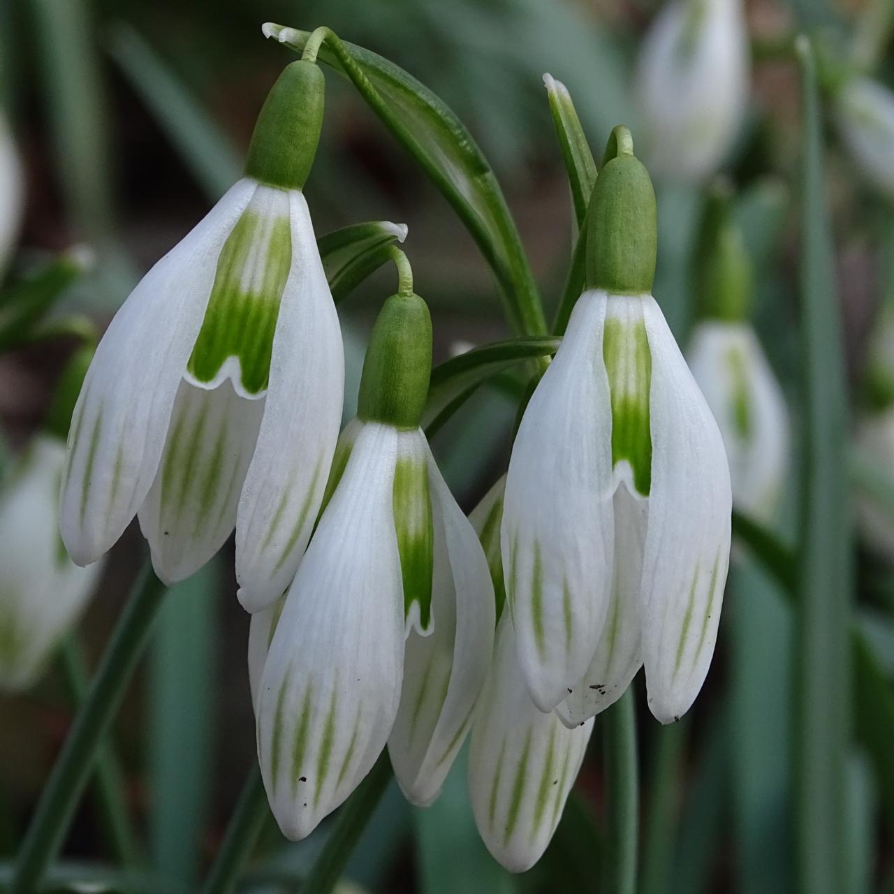 Galanthus 'Wifi Trebuchet' plant