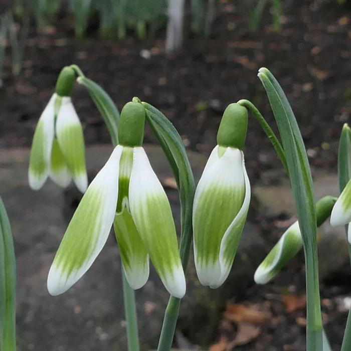 Galanthus 'Wifi Tringa' plant
