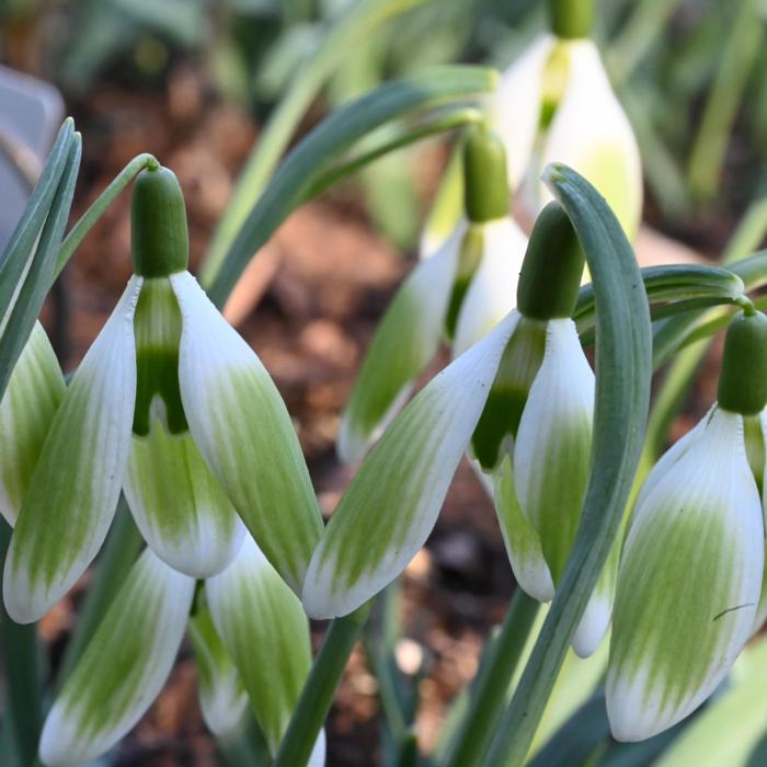 Galanthus 'Wifi Tringa' plant