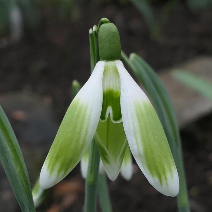 Galanthus 'Wifi Tringa' plant