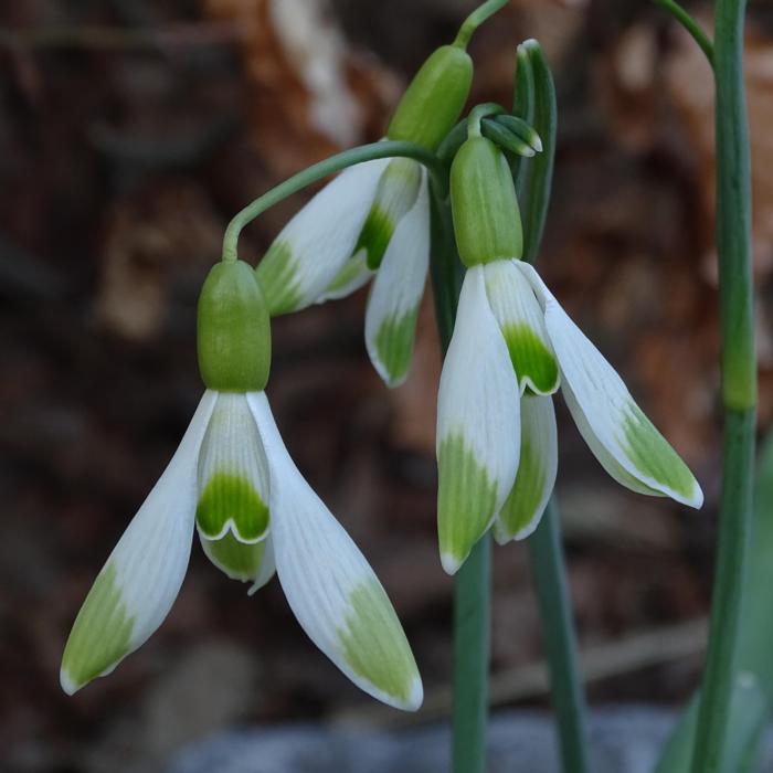 Galanthus 'Wifi Tripod' plant