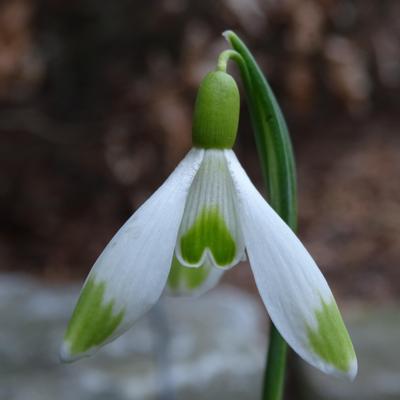 galanthus-wifi-tripod_400.jpeg