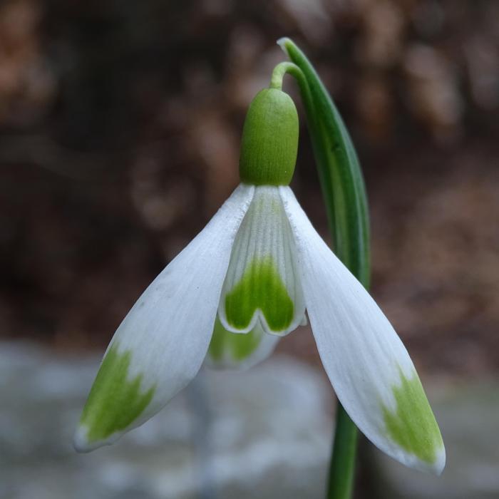 Galanthus 'Wifi Tripod' plant