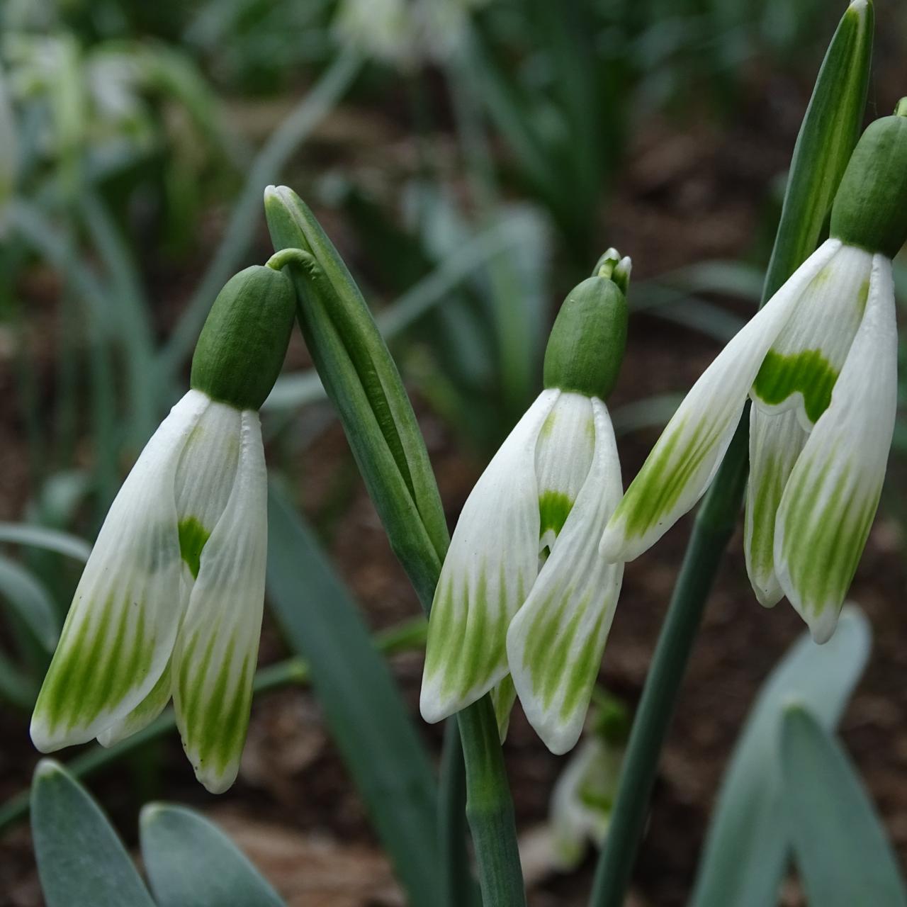 Galanthus 'Wifi Typewriter' plant