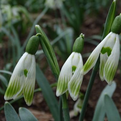 galanthus-wifi-typewriter_400.jpeg