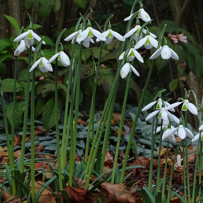Galanthus reginae-olgae 'Wifi Tzatziki' plant