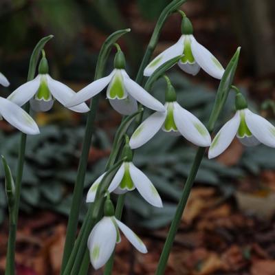 galanthus-wifi-tzatziki_2_400.jpeg