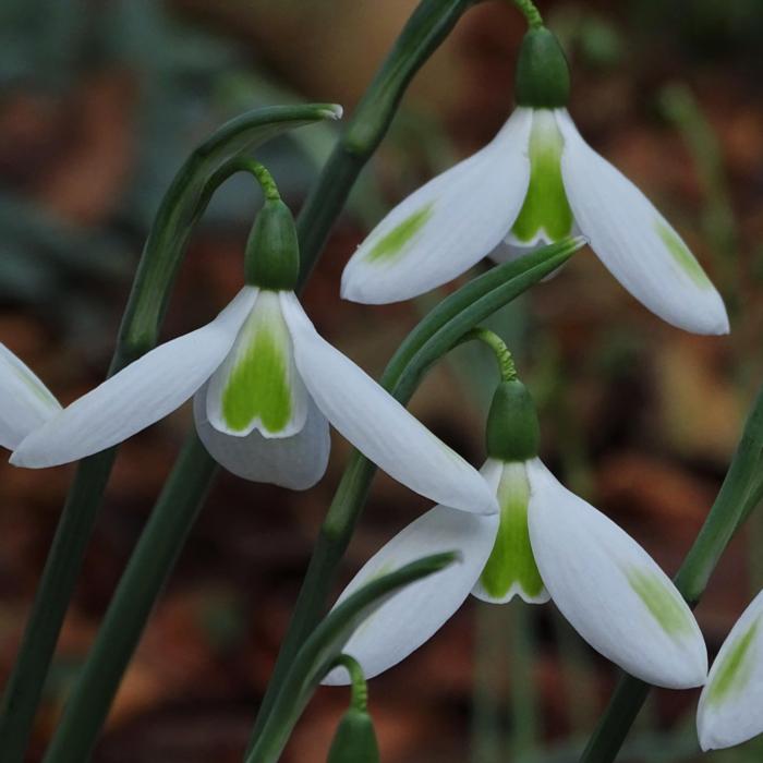 Galanthus reginae-olgae 'Wifi Tzatziki' plant