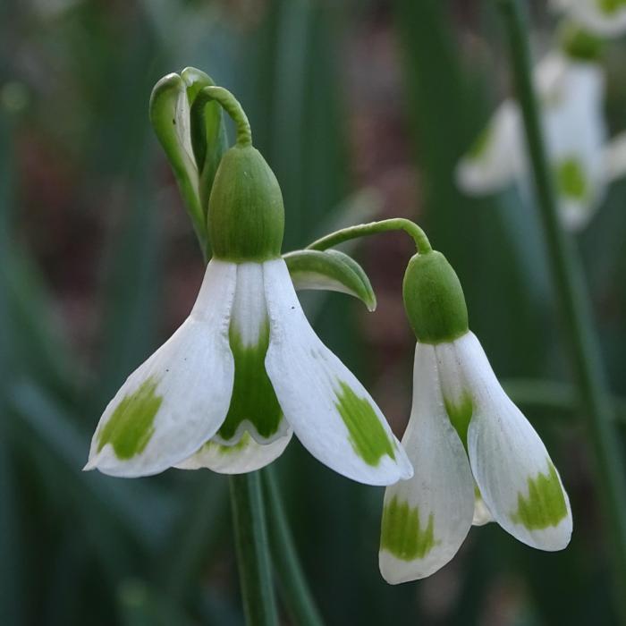 Galanthus 'Wifi Ufo' plant