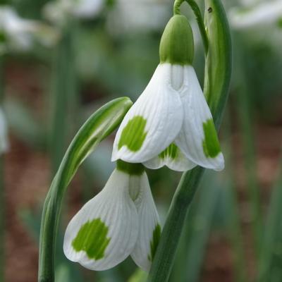 galanthus-wifi-ufo