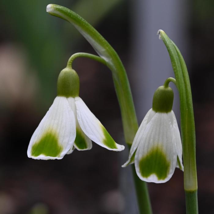 Galanthus 'Wifi Ukkepuk' plant