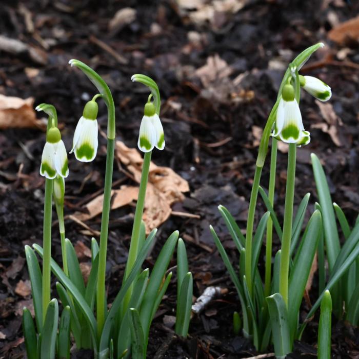 Galanthus 'Wifi Ukkepuk' plant