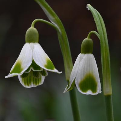 galanthus-wifi-ukkepuk