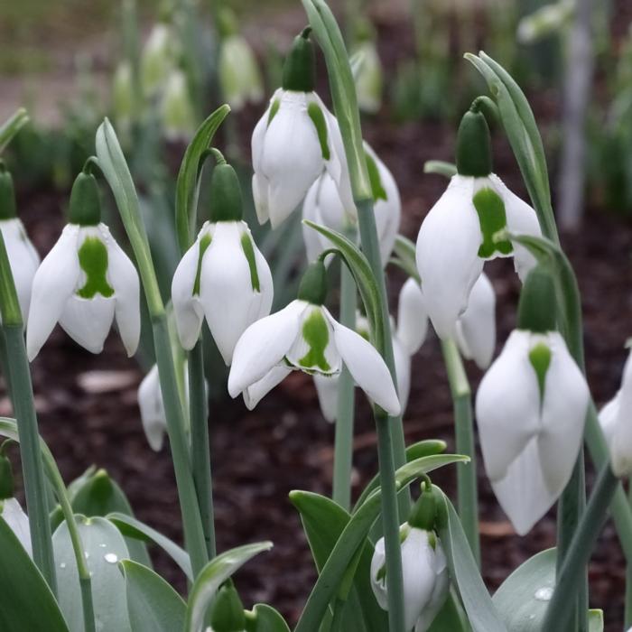 Galanthus 'Wifi Undercover' plant