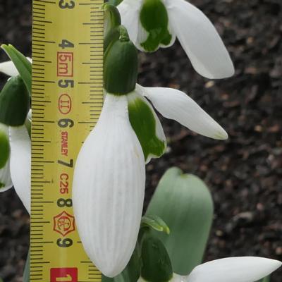 galanthus-wifi-undercover_2_400.jpeg