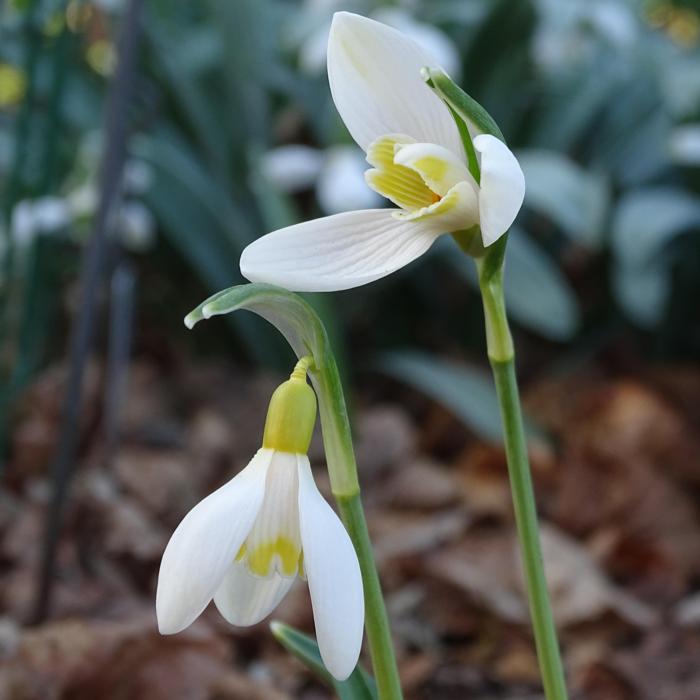Galanthus 'Wifi Vanilla' plant