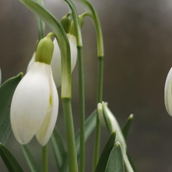 Galanthus 'Wifi Vanilla' plant