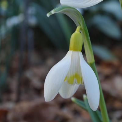 galanthus-wifi-vanilla