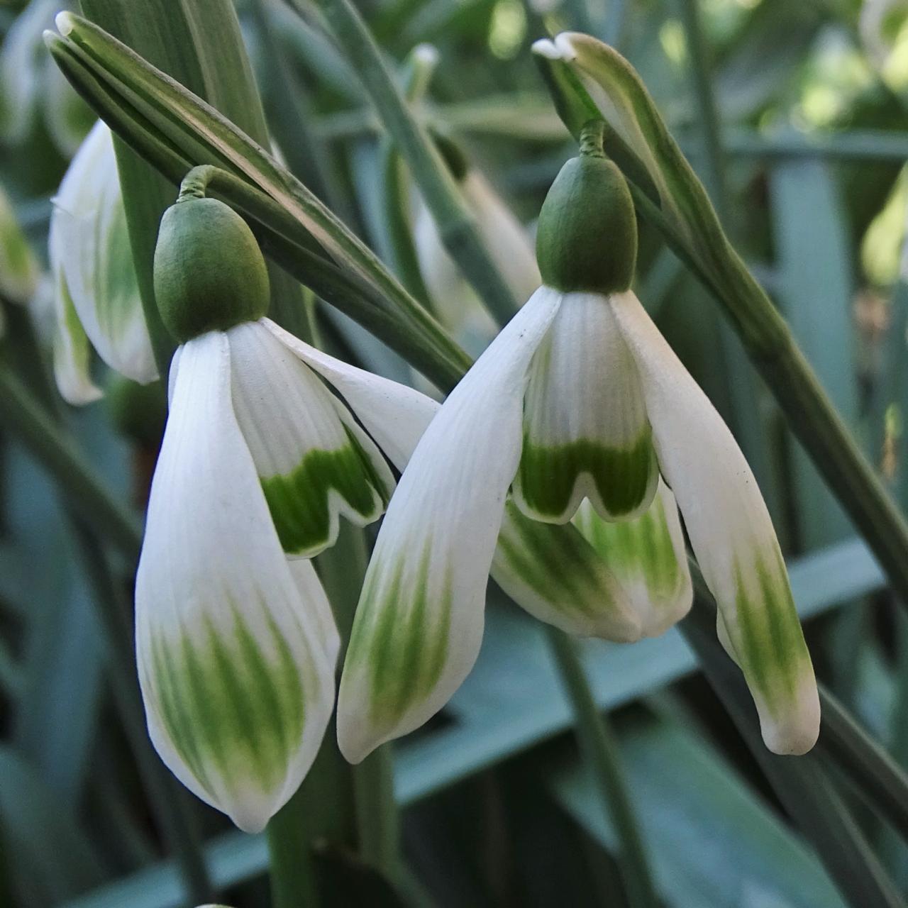 galanthus-wifi-verdana Galanthus 'Wifi Verdana' plant