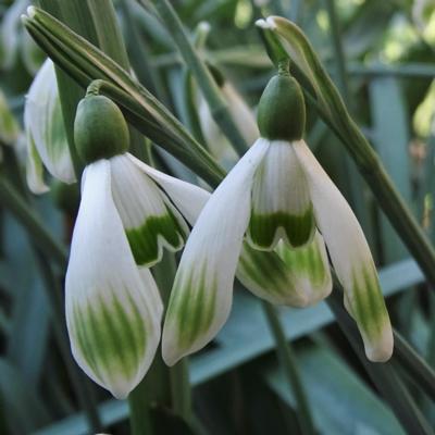 galanthus-wifi-verdana_400.jpeg