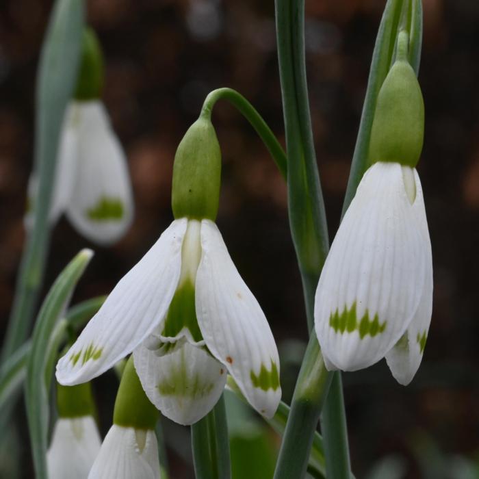 Galanthus 'Wifi Vibration' plant