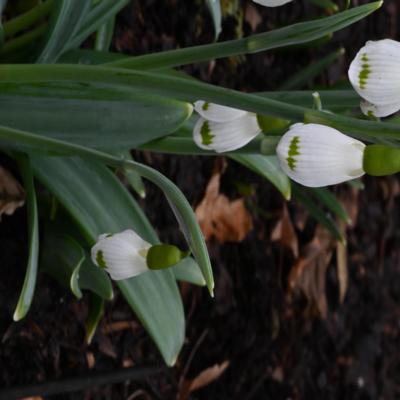 galanthus-wifi-vibration_2_400.jpeg