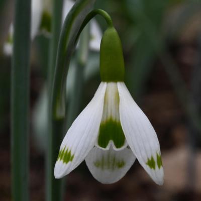 galanthus-wifi-vibration