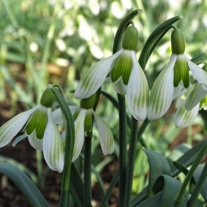 Galanthus 'Wifi Walk the Line' plant