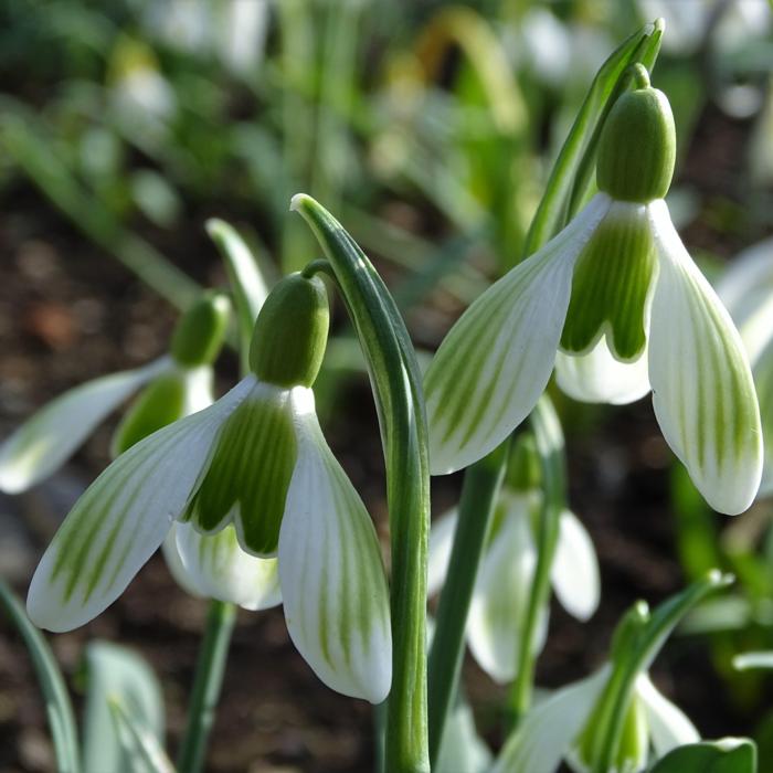 Galanthus 'Wifi Walk the Line' plant