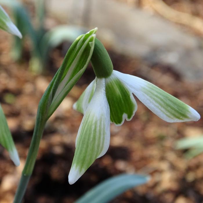 Galanthus 'Wifi Walnut' plant
