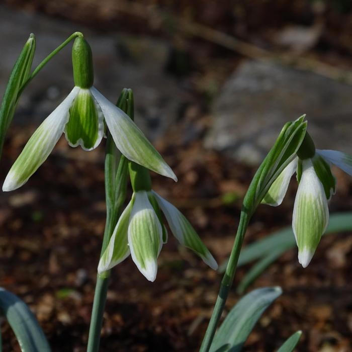 Galanthus 'Wifi Walnut' plant