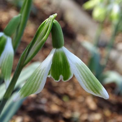 galanthus-wifi-walnut