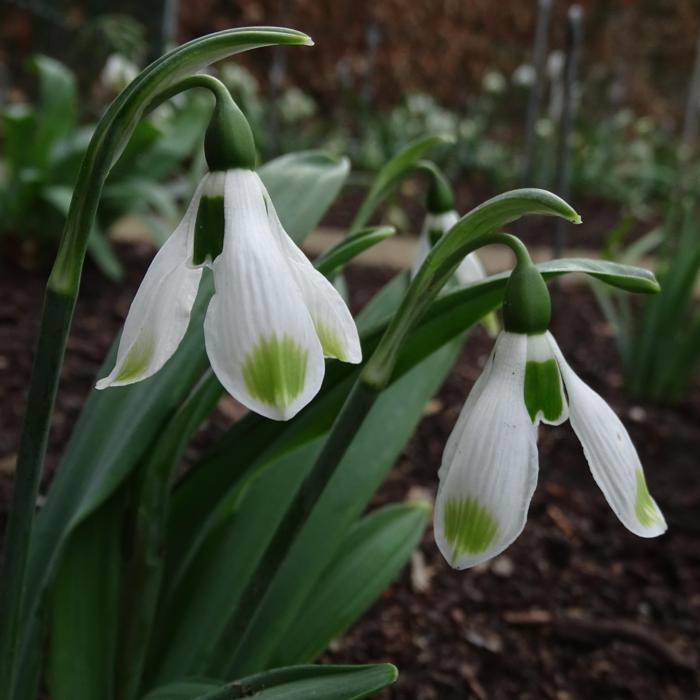 Galanthus 'Wifi Wavy' plant